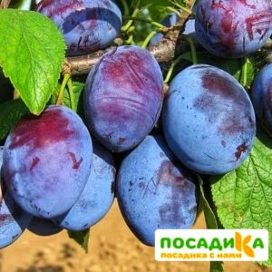 Слива Чачакская ранняя купить по цене от 229.00р. в интернет-магазине «Посадика» с доставкой почтой в в Северодвинске и по всей России – [изображение №1].