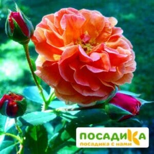 Роза Арабия купить по цене от 350.00р. в интернет-магазине «Посадика» с доставкой почтой в в Северодвинске и по всей России – [изображение №1].