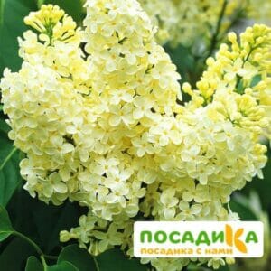 Сирень Примроуз (Primrose) купить по цене от 529.00р. в интернет-магазине «Посадика» с доставкой почтой в в Северодвинске и по всей России – [изображение №1].