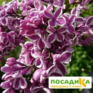 Сирень Сенсация купить по цене от 529.00р. в интернет-магазине «Посадика» с доставкой почтой в в Северодвинске и по всей России – [изображение №1].