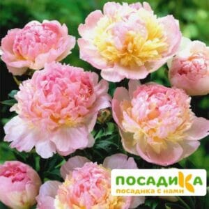 Пион Распберри Сандей (Paeonia Raspberry Sundae) купить по цене от 959р. в интернет-магазине «Посадика» с доставкой почтой в в Северодвинске и по всей России – [изображение №1].