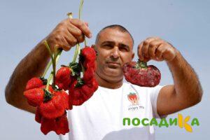 Клубника Гигант Джорнея купить по цене от 266р. в интернет-магазине «Посадика» с доставкой почтой в в Северодвинске и по всей России – [изображение №1].