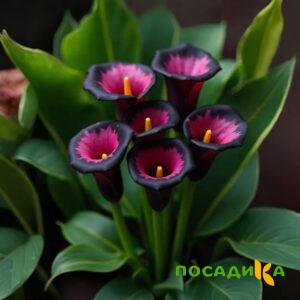 Калла Аура Лейс купить по цене от 400р. в интернет-магазине «Посадика» с доставкой почтой в в Северодвинске и по всей России – [изображение №1].