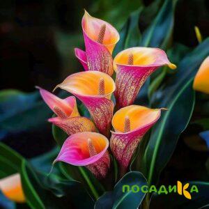 Калла Оникс купить по цене от 450р. в интернет-магазине «Посадика» с доставкой почтой в в Северодвинске и по всей России – [изображение №1].