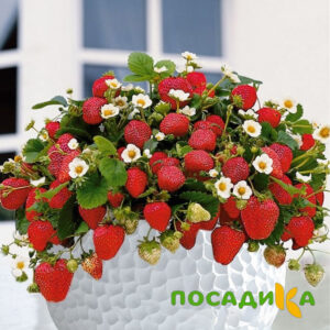 Клубника Рубиновый Шепот (горшечная) купить по цене от 240р. в интернет-магазине «Посадика» с доставкой почтой в в Северодвинске и по всей России – [изображение №1].