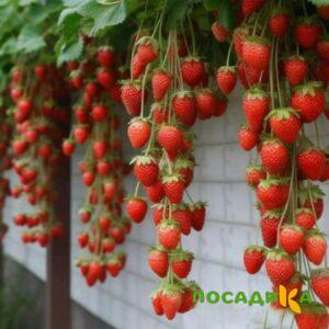 Клубника вьющаяся Комплимент купить по цене от 470р. в интернет-магазине «Посадика» с доставкой почтой в в Северодвинске и по всей России – [изображение №1].