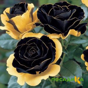 Роза Ханни Сикл купить по цене от 700р. в интернет-магазине «Посадика» с доставкой почтой в в Северодвинске и по всей России – [изображение №1].