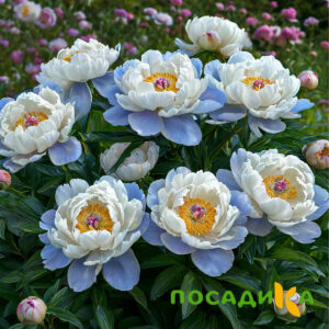 Пион акварельный Этюд купить по цене от 806р. в интернет-магазине «Посадика» с доставкой почтой в в Северодвинске и по всей России – [изображение №1].