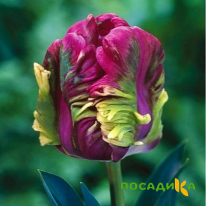 Тюльпан Экзотик Хэвен купить по цене от 186р. в интернет-магазине «Посадика» с доставкой почтой в в Северодвинске и по всей России – [изображение №1].