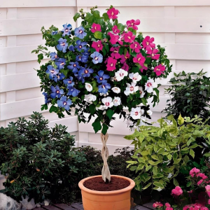 Гибискус-Дерево Триколор купить по цене от 289р. в интернет-магазине «Посадика» с доставкой почтой в в Северодвинске и по всей России – [изображение №1].