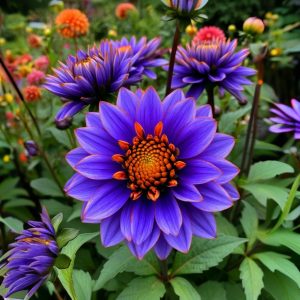 Георгин Лазурит купить по цене от 799р. в интернет-магазине «Посадика» с доставкой почтой в в Северодвинске и по всей России – [изображение №1].