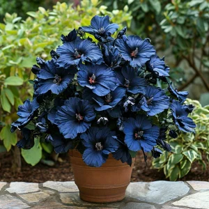 Гибискус Селестиал Флейм купить по цене от 326р. в интернет-магазине «Посадика» с доставкой почтой в в Северодвинске и по всей России – [изображение №1].