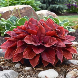 Хоста Малыш Шедевр купить по цене от 421р. в интернет-магазине «Посадика» с доставкой почтой в в Северодвинске и по всей России – [изображение №1].