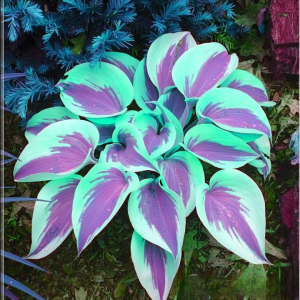 Хоста Висперин Бьюти купить по цене от 379р. в интернет-магазине «Посадика» с доставкой почтой в в Северодвинске и по всей России – [изображение №1].