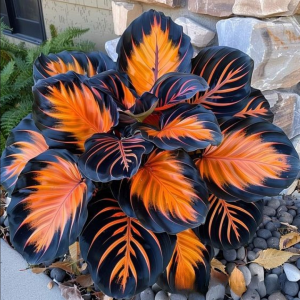 Хоста Сикрет Форест купить по цене от 601р. в интернет-магазине «Посадика» с доставкой почтой в в Северодвинске и по всей России – [изображение №1].