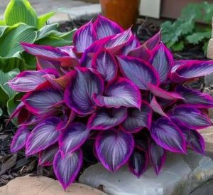 Хоста Сикрет Гарденс купить по цене от 549р. в интернет-магазине «Посадика» с доставкой почтой в в Северодвинске и по всей России – [изображение №1].