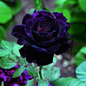 Роза Блэк Пантер купить по цене от 319р. в интернет-магазине «Посадика» с доставкой почтой в в Северодвинске и по всей России – [изображение №1].