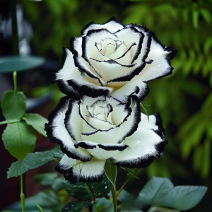 Роза Силк Ивин купить по цене от 319р. в интернет-магазине «Посадика» с доставкой почтой в в Северодвинске и по всей России – [изображение №1].