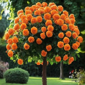 Роза Солнечный Шарм купить по цене от 349р. в интернет-магазине «Посадика» с доставкой почтой в в Северодвинске и по всей России – [изображение №1].