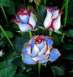 Роза Сафайер Пэтл купить по цене от 450р. в интернет-магазине «Посадика» с доставкой почтой в в Северодвинске и по всей России – [изображение №1].